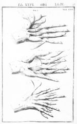 Tabulae anatomicae LXXIIX