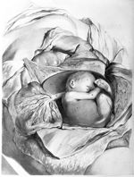 Mulieris ultra septem menses gravidae apertum abdomen - Anatomia humani corporis, centum et quinque  [...]
