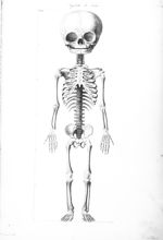Squelette de foetus - Nouvelles démonstrations d'accouchements