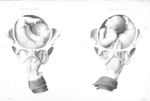 Positions du thorax - Nouvelles démonstrations d'accouchements