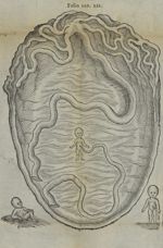 [Représentation d'un foetus dans l'utérus, avec cordon et placenta] - De integritatis et corruptioni [...]