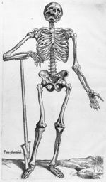 Prima ossium tabula - Anatomes totius aere insculpta delineatio