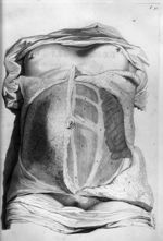 Abdominis musculorum paria, pinguedine - Anatomia humani corporis, centum et quinque tabulis