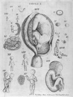 [Croissance de l'embryon puis du foetus] - De naturali in humano corpore 