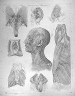 Stratum primum, tabula specialis II - Anatomiae universae P. Mascagni icones