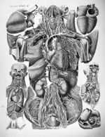 Viscera tabula II - Anatomiae universae P. Mascagni icones