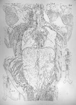 Viscera tabula III linearis - Anatomiae universae P. Mascagni icones