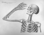 Sceletus tabula I - Anatomiae universae P. Mascagni icones