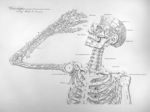Sceletus tabula I linearis - Anatomiae universae P. Mascagni icones