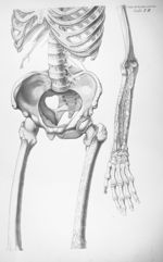 Scelet. t. II - Anatomiae universae P. Mascagni icones