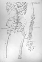 Scelet. t. II linearis - Anatomiae universae P. Mascagni icones