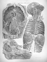 Stratum tertium, tabula specialis - Anatomiae universae P. Mascagni icones