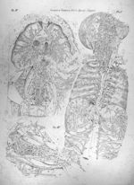 Stratum tertium, tabula specialis linearis - Anatomiae universae P. Mascagni icones