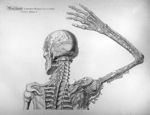 Sceletus, tabula I - Anatomiae universae P. Mascagni icones