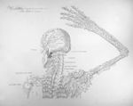 Sceletus, tabula I linearis - Anatomiae universae P. Mascagni icones