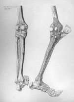 Scelet. T. III - Anatomiae universae P. Mascagni icones
