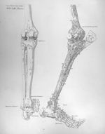 Scelet. T. III linearis - Anatomiae universae P. Mascagni icones