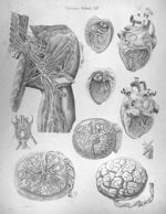 Viscera tabula XII - Anatomiae universae P. Mascagni icones
