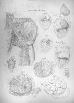 Viscera tabula XII linearis - Anatomiae universae P. Mascagni icones