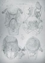 Viscera tabula XIII linearis - Anatomiae universae P. Mascagni icones