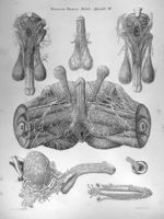 Stratum primum, tabula specialis III - Anatomiae universae P. Mascagni icones