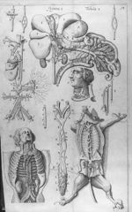 [Anatomie comparée : système vasculaire de l'homme et du chien] - Anatome corporis humani