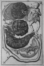 [Anatomie comparée : foetus humain et foetus de vache reliés à leur placenta] - Corporis humani anat [...]