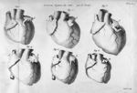 Diverses figures du coeur, par M. Portal - Traité de la structure du coeur, de son action et de ses  [...]