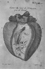 Figure du coeur de l'esturgeon, par M. Portal - Traité de la structure du coeur, de son action et de [...]