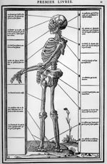 [Les os du squelette (vus de profil)] - La dissection des parties du corps humain divisée en trois l [...]