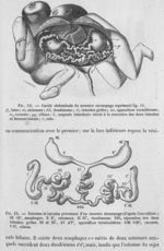 Cavité abdominale d'un monstre sternophage - Traité d'anatomie pathologique