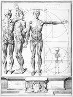 [Proportions du corps humain] - Nouvelle exposition de deux grandes planches d'anatomie