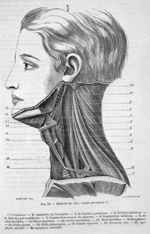 Muscles du cou ; couche profonde - Nouveaux éléments d'anatomie descriptive et d'embryologie