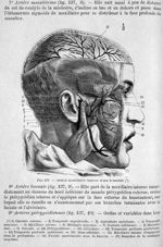 Artère maxillaire interne et ses branches - Nouveaux éléments d'anatomie descriptive et d'embryologi [...]