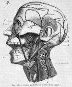 Veines profondes de la face et du cou - Nouveaux éléments d'anatomie descriptive et d'embryologie