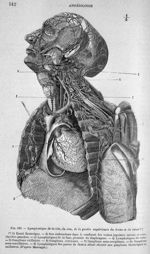 Lymphatique de la tête, du cou, de la partie supérieure du tronc et du coeur - Nouveaux éléments d'a [...]