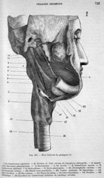 Face latérale du pharynx - Nouveaux éléments d'anatomie descriptive et d'embryologie