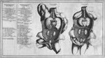 [Anatomie de l'homme et de la femme (tronc)] - Nouveau système du microcosme