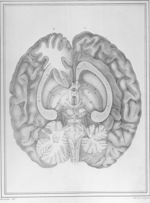 [Cerveau posé sur sa base] - Manuel d'anatomie descriptive du corps humain