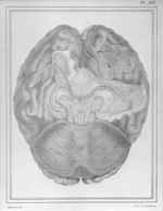 [Cerveau vu par sa face inférieure] - Manuel d'anatomie descriptive du corps humain