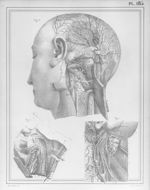 [Nerf sous-occipital, nerfs cervicaux] - Manuel d'anatomie descriptive du corps humain