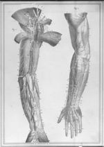 [Nerfs superficiels des parties antérieure et postérieure du membre supérieur] - Manuel d'anatomie d [...]