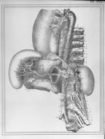 [Nerfs grand sympathique et pneumo-gastrique] - Manuel d'anatomie descriptive du corps humain