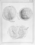 [Placenta à l'époque de l'accouchement, placenta double] - Manuel d'anatomie descriptive du corps hu [...]