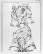 [Situation du testicule dans l'abdomen chez des foetus] - Manuel d'anatomie descriptive du corps hum [...]