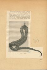 Serpent à deux têtes trouvé aux environs de New-York