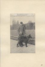 Les chiens sanitaires : Mars von Memmingen, chien berger allemand appartenant au capitaine Tolet