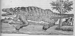 [Crocodile du Nil] - De aquatilibus libri duo