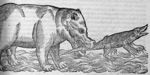 [Hippopotame et crocodile] - De aquatilibus libri duo