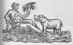 [Jeune hippopotame] - De aquatilibus libri duo